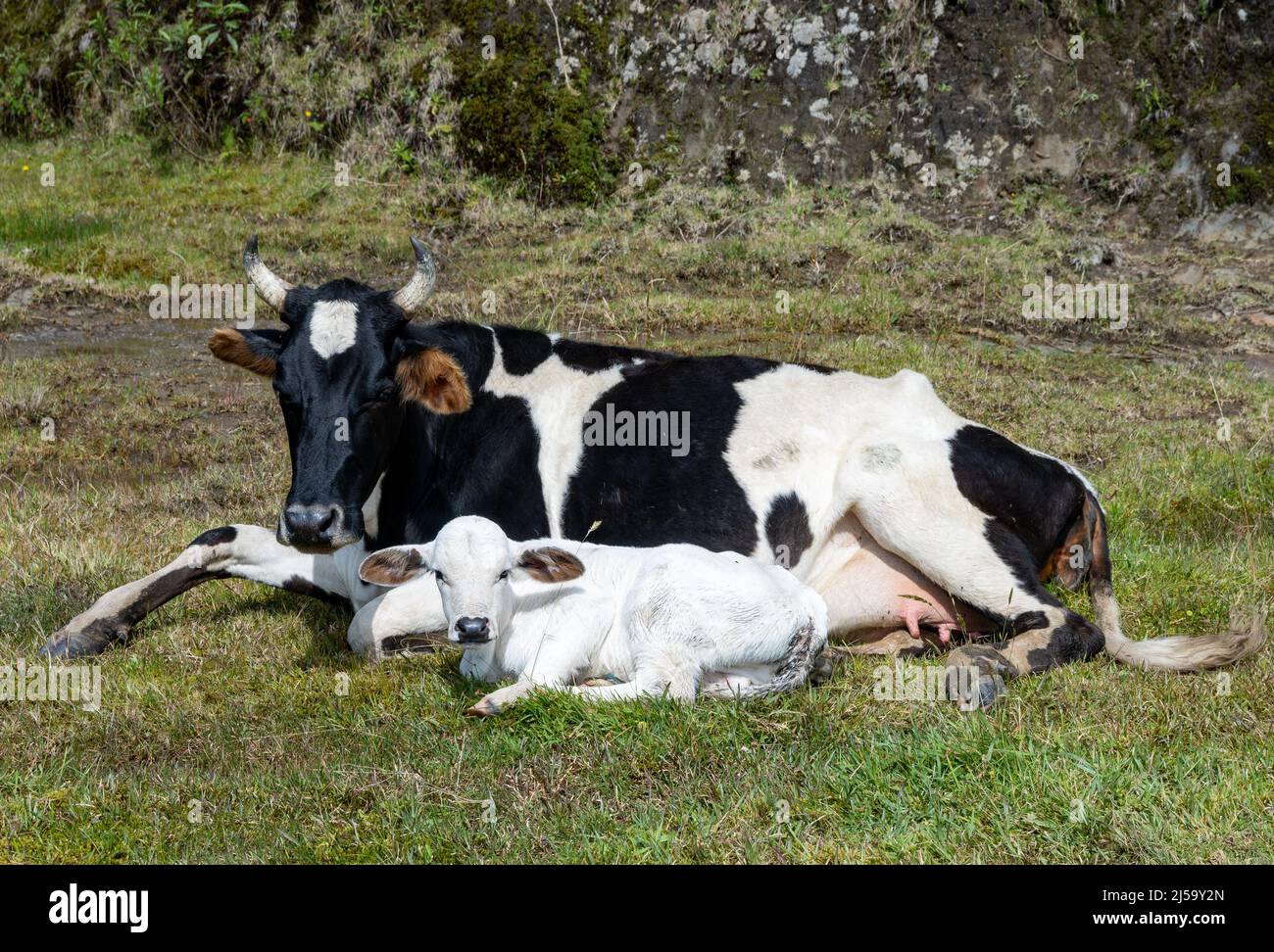 Ein Kalb, das vor der Mutter-Kräh liegt. Kolumbien, Südamerika. Stockfoto