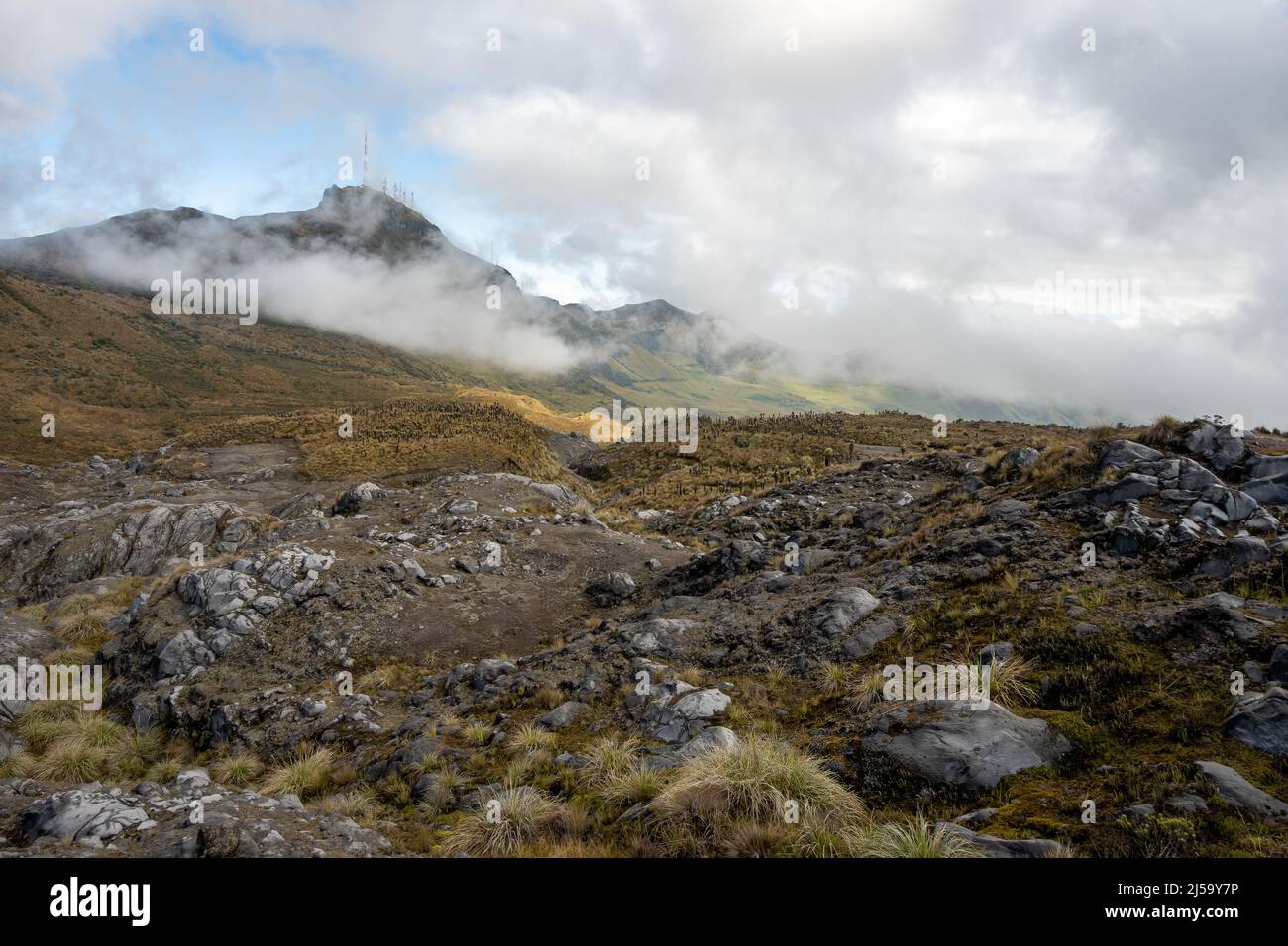 Hochgelegene Paramoanlage im Nationalpark Los Nevados, Kolumbien, Südamerika. Stockfoto