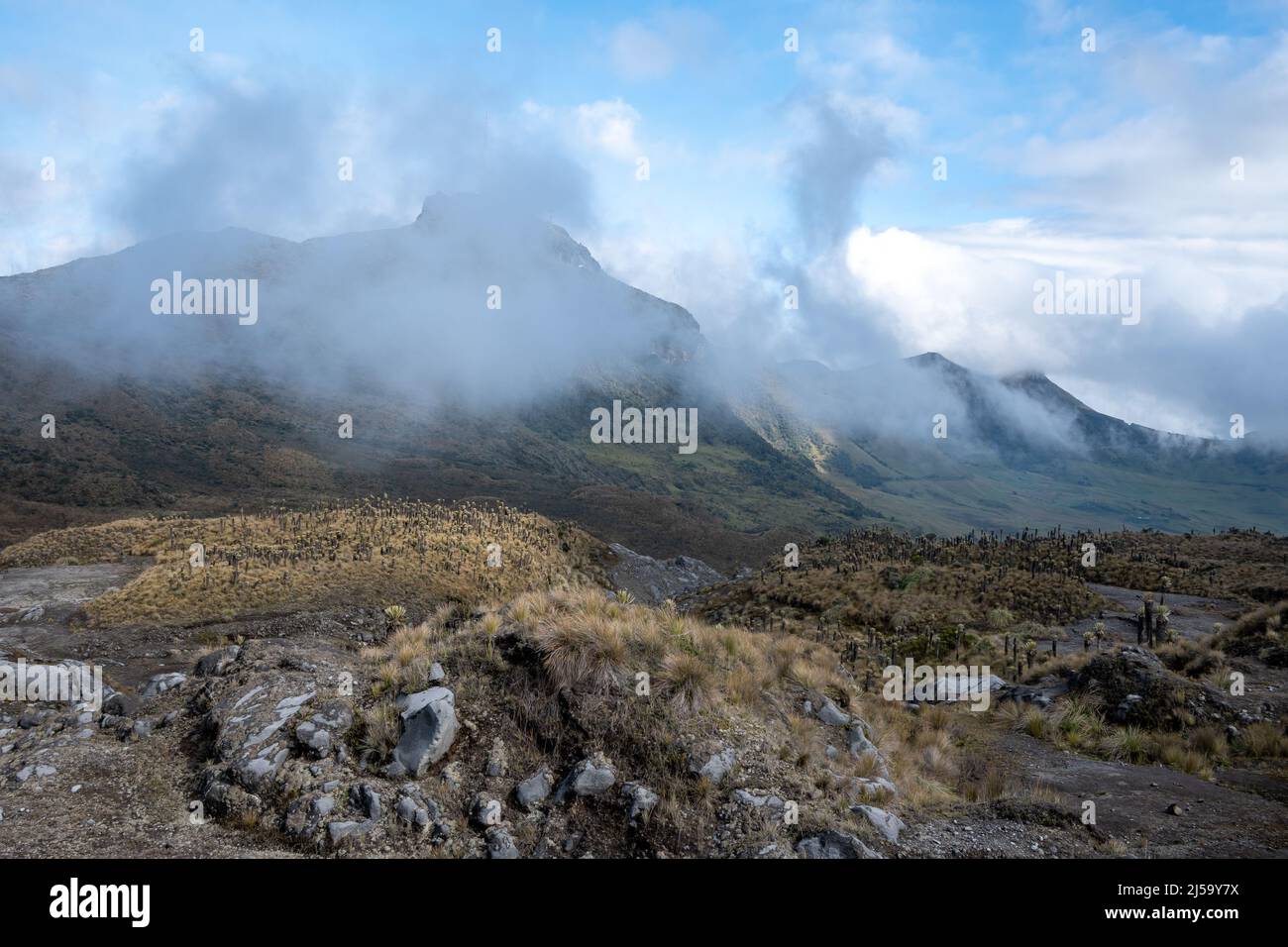 Hochgelegene Paramoanlage im Nationalpark Los Nevados, Kolumbien, Südamerika. Stockfoto Hochgelegene Paramoanlage im Nationalpark Los Nevados, Kolumbien, Südamerika. Stockfoto