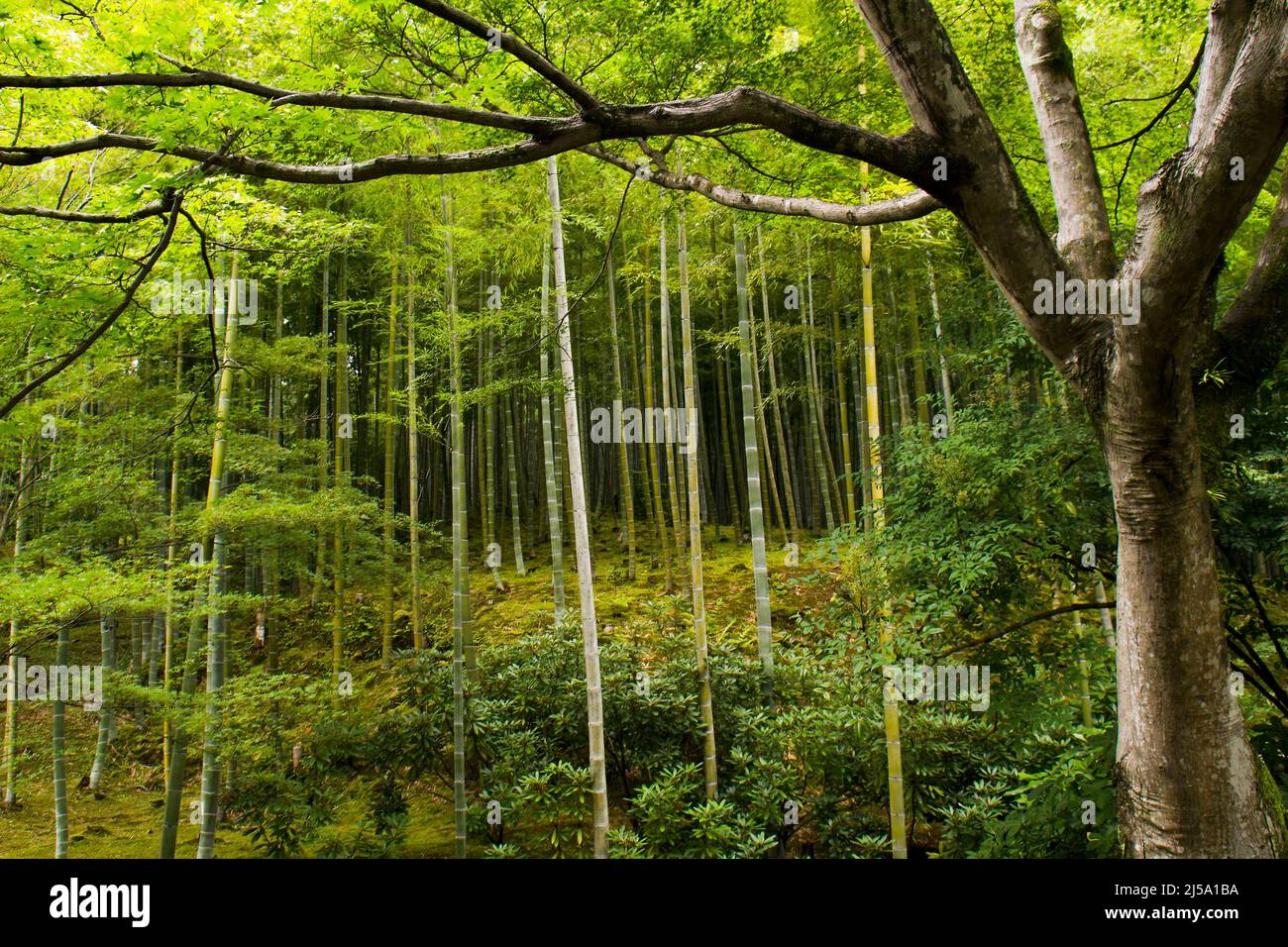 Japanischer Garten, Tokio, Japan Stockfoto