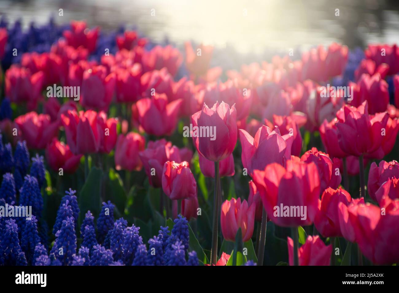 Rosa Blumentüsche, die durch Sonnenlicht beleuchtet wird. Weicher selektiver Fokus, Tulpenaufnahme, Tonung. Helle bunte Tulpe Foto Hintergrund Stockfoto