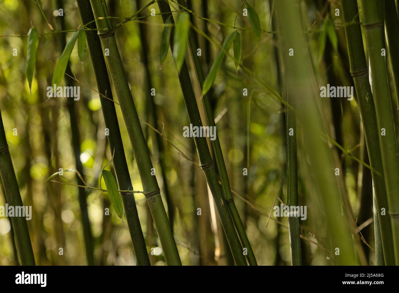 Abstrakter, verschwommener Bambusblätter und -Stiele Hintergrund Stockfoto