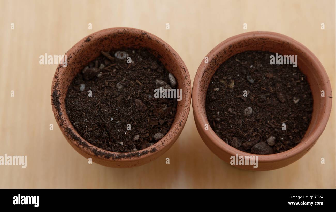 Die Topfmischung wurde in zwei kleine Terrakotta-Töpfe gelegt, die auf einige Samen oder Sämlinge warten. Stockfoto