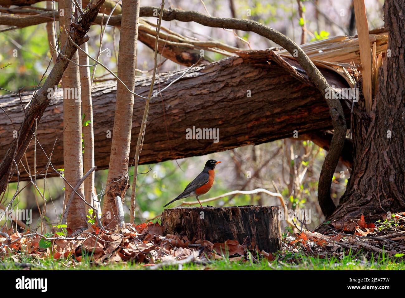 Ein amerikanischer Robin, Turdus migratorius, der auf einem Baumstamm in einem Waldgebiet steht. Stockfoto