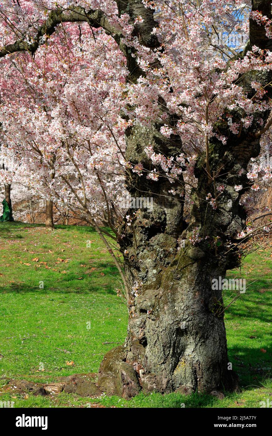 Ein alter Kirschbaum im Branch Brook Park, Newark, New Jersey. Stockfoto