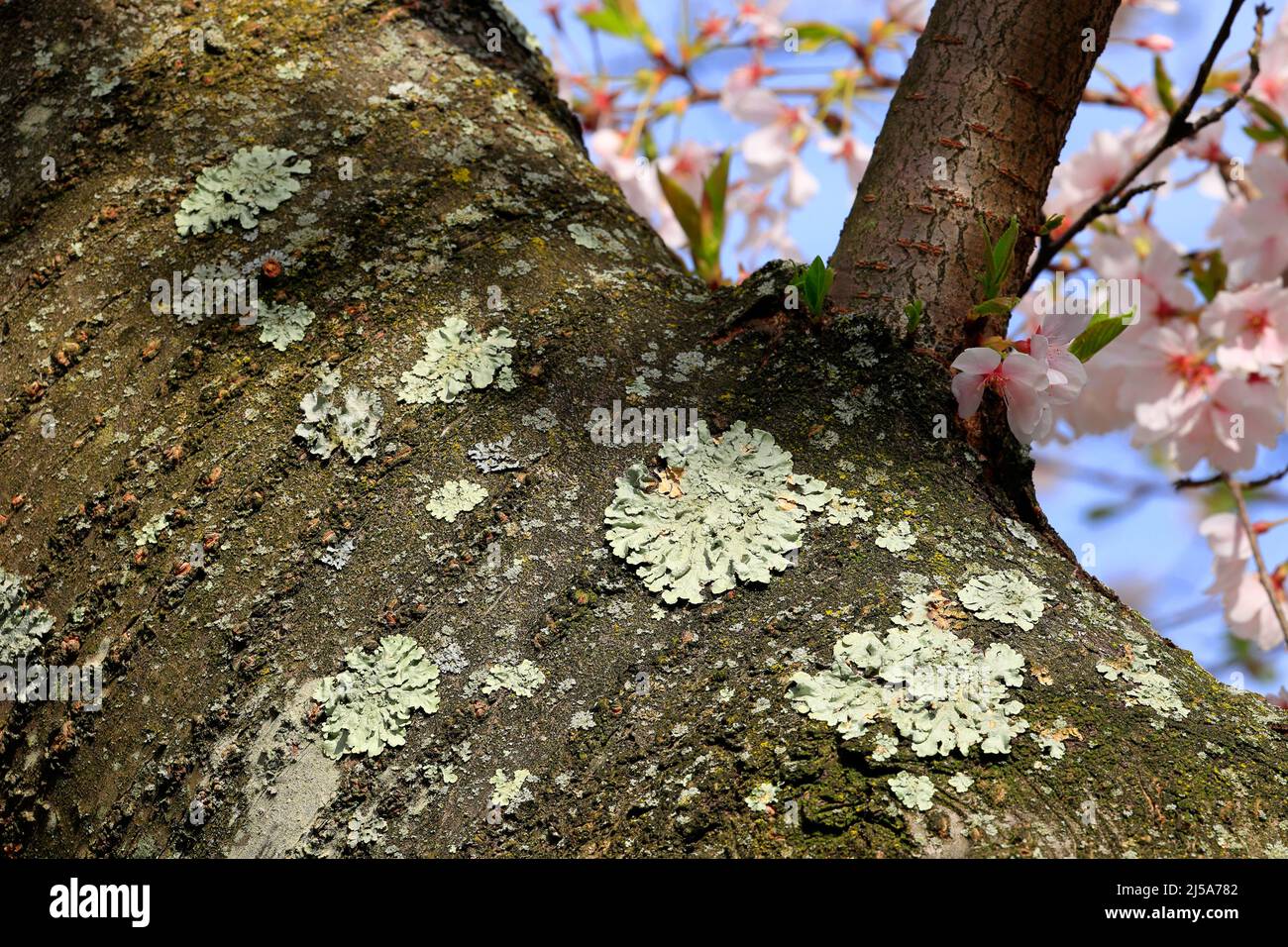 Grünschildflechten, Flavoparmelia caperata, foliöse Flechten, die auf der Rinde eines Kirschbaums in voller Blüte wachsen. Stockfoto