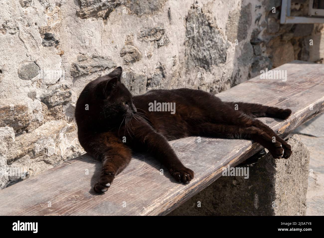 Schwarze Straßenkatze auf Holzbank Stockfoto