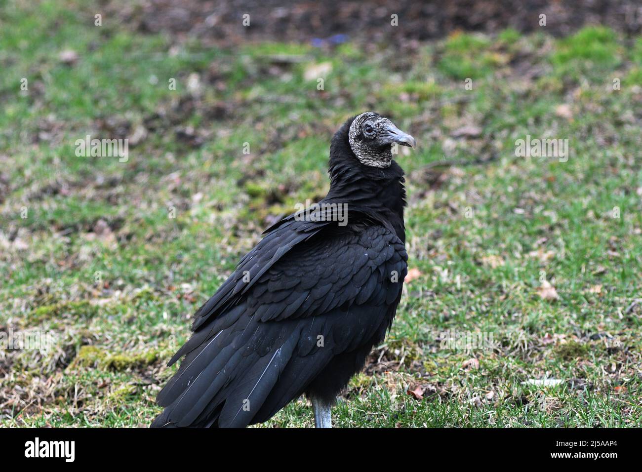 KEINE TRUTHÄHNE: Ein schwarzer Geier steht auf dem vorderen Rasen eines Wohnhauses. Stockfoto