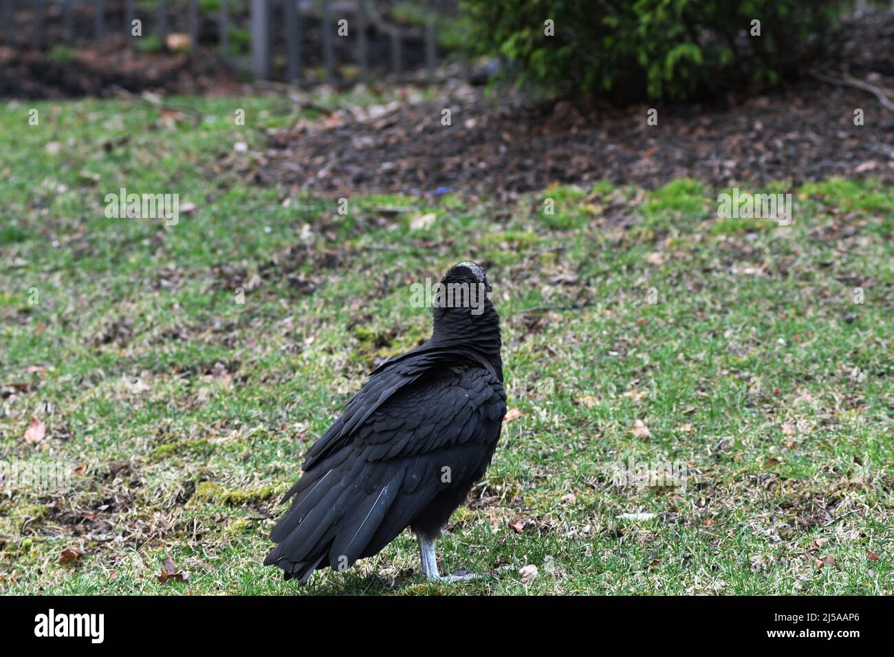 KEINE TRUTHÄHNE: Ein schwarzer Geier steht auf dem vorderen Rasen eines Wohnhauses. Stockfoto