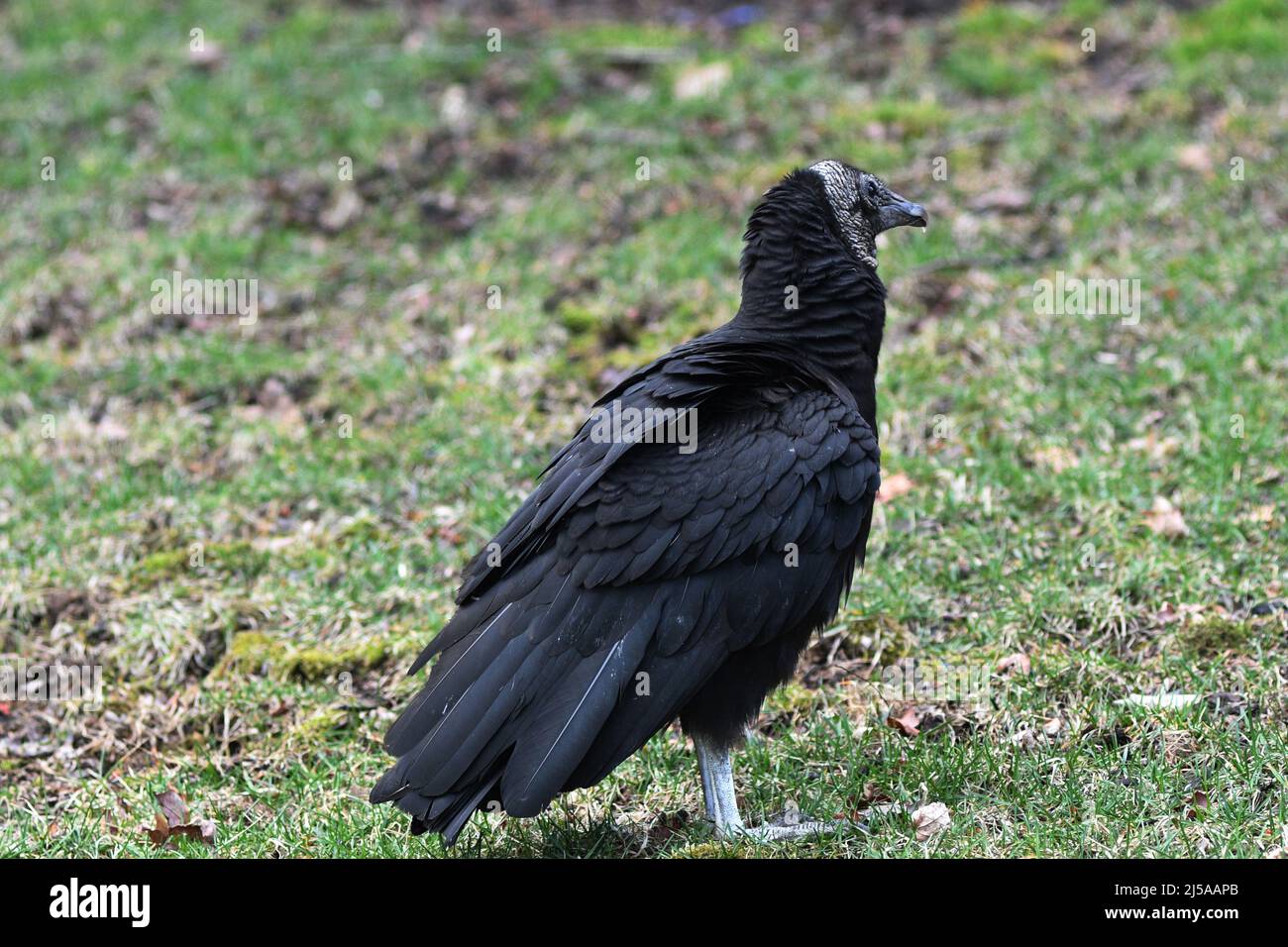 KEINE TRUTHÄHNE: Ein schwarzer Geier steht auf dem vorderen Rasen eines Wohnhauses. Stockfoto