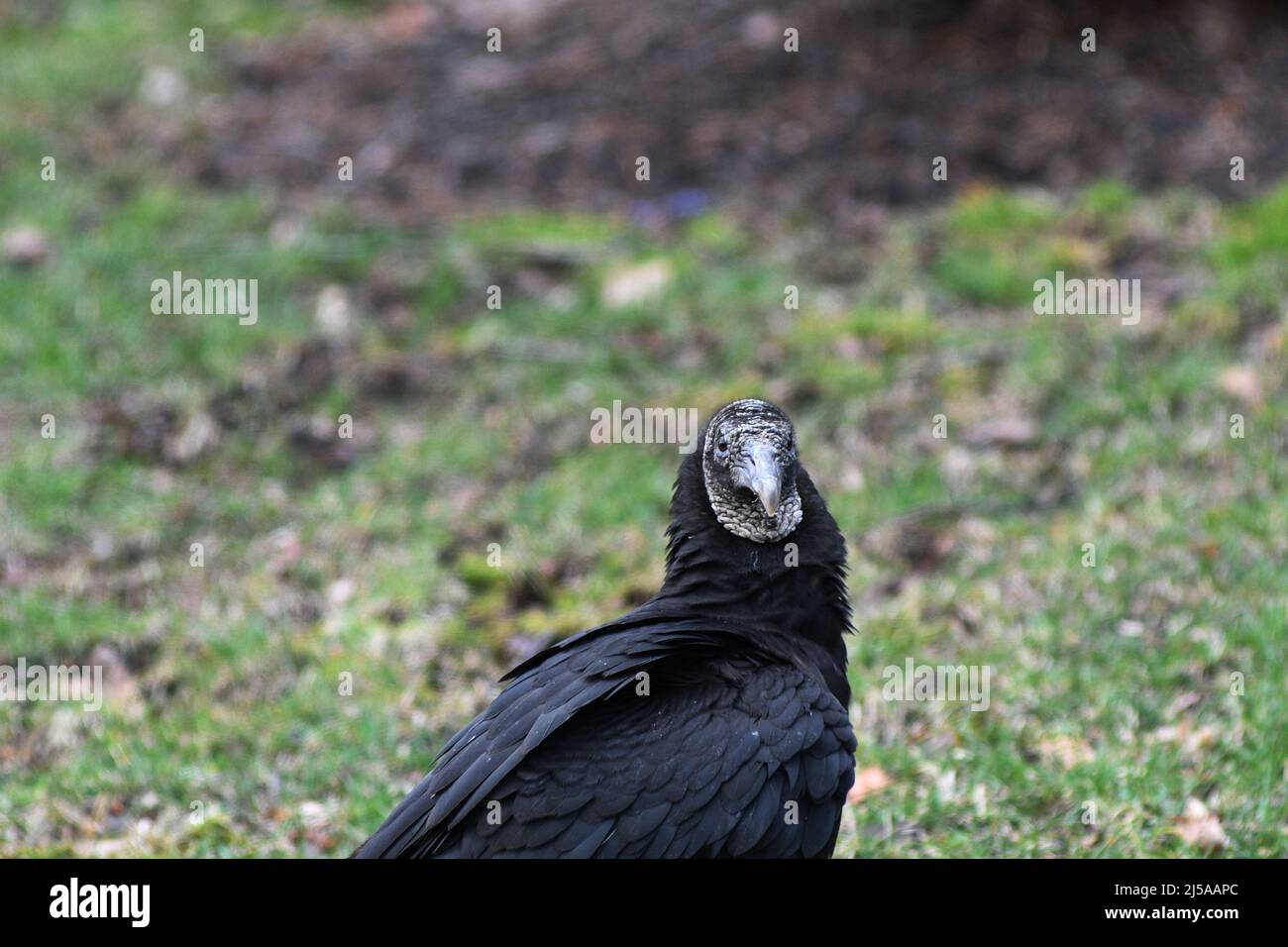 KEINE TRUTHÄHNE: Ein schwarzer Geier steht auf dem vorderen Rasen eines Wohnhauses. Stockfoto