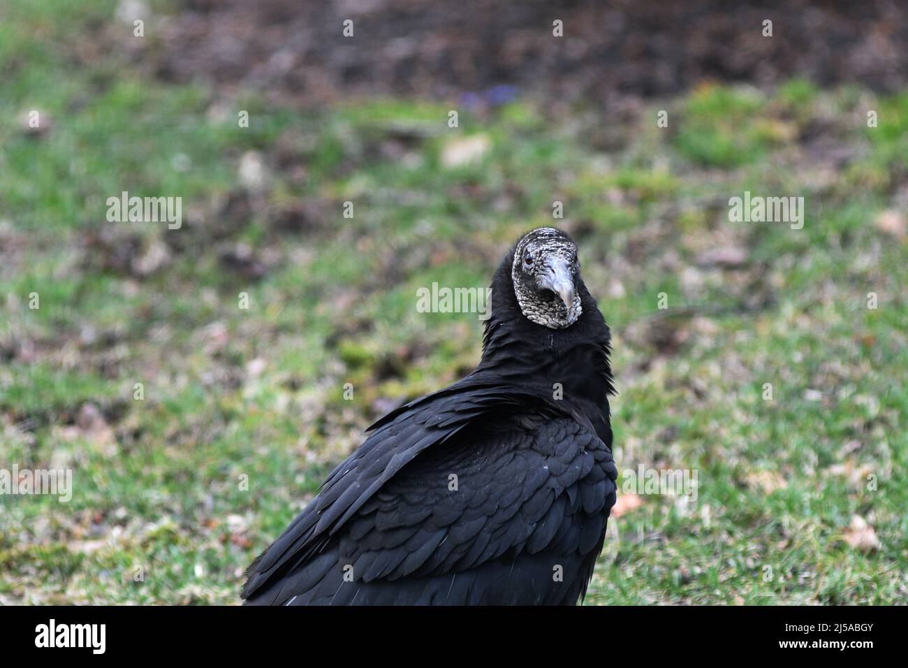KEINE TRUTHÄHNE: Ein schwarzer Geier steht auf dem vorderen Rasen eines Wohnhauses. Stockfoto