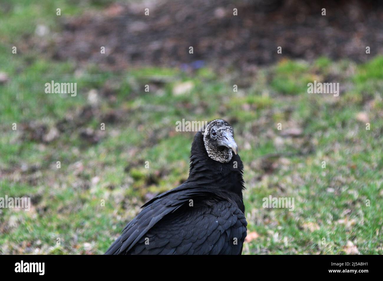 KEINE TRUTHÄHNE: Ein schwarzer Geier steht auf dem vorderen Rasen eines Wohnhauses. Stockfoto