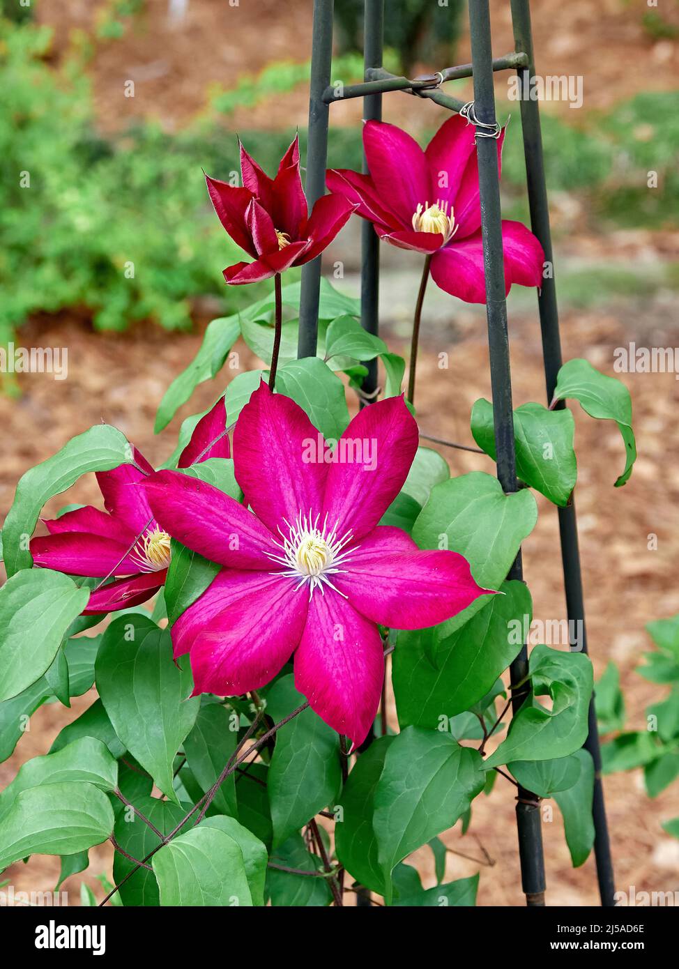 Clematide Bourbon oder Bourbon Clematis eine Kletterpflanze, die in einem heimischen Garten in Alabama, USA, blüht. Stockfoto