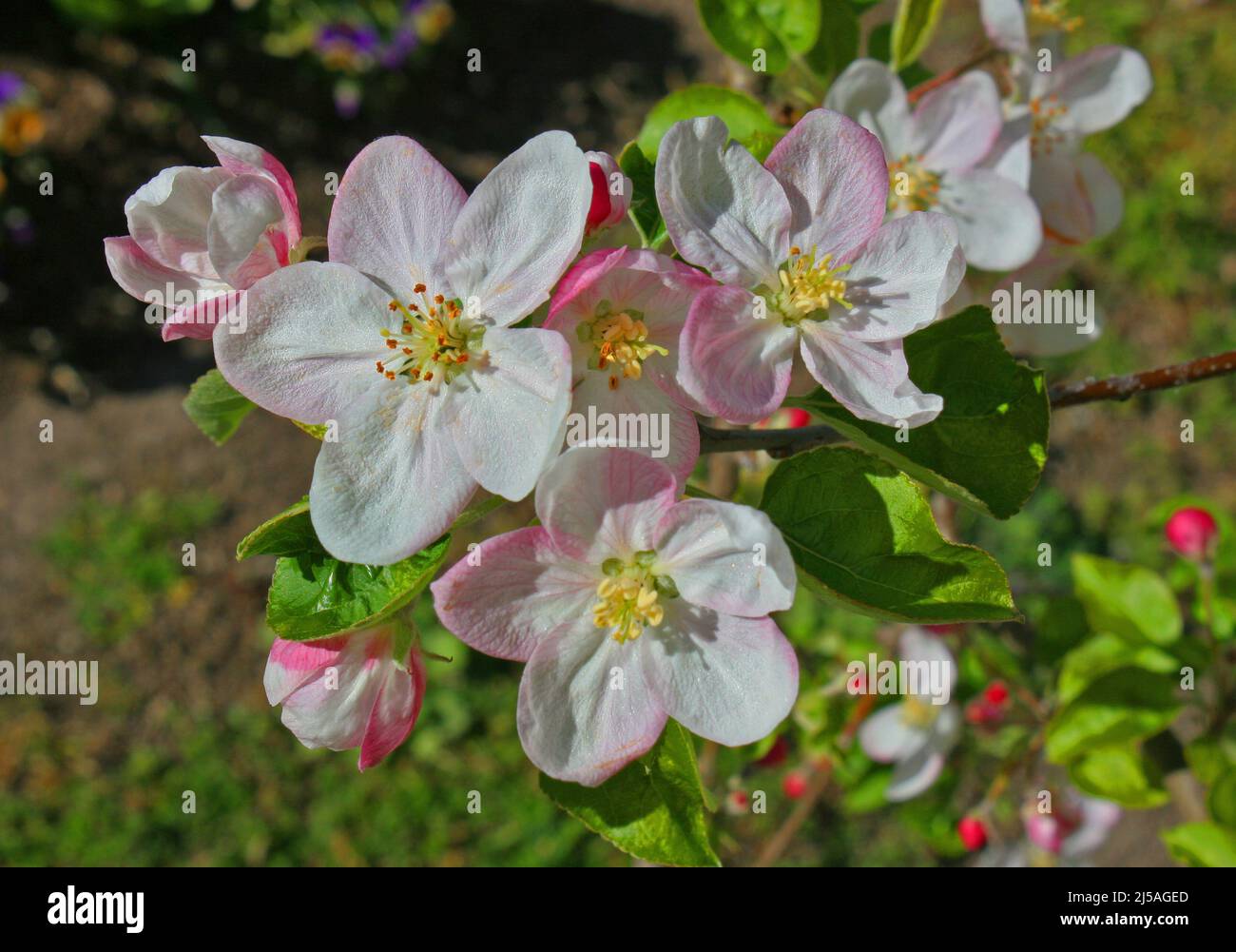 Apfelblüten. Stockfoto