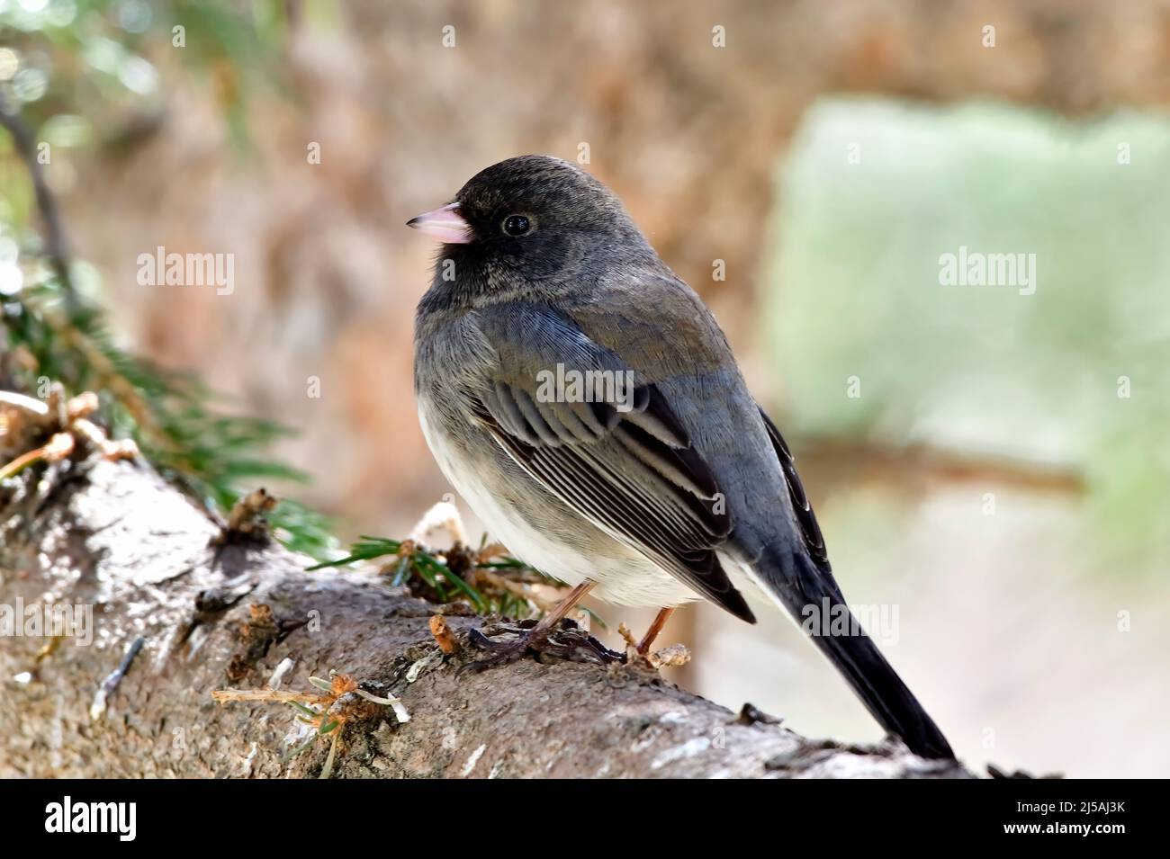 Ein dark-eyed Junco" Junco hyemalis', thront auf einem grünen Spruce Tree Branch in ländlichen Alberta, Kanada. Stockfoto
