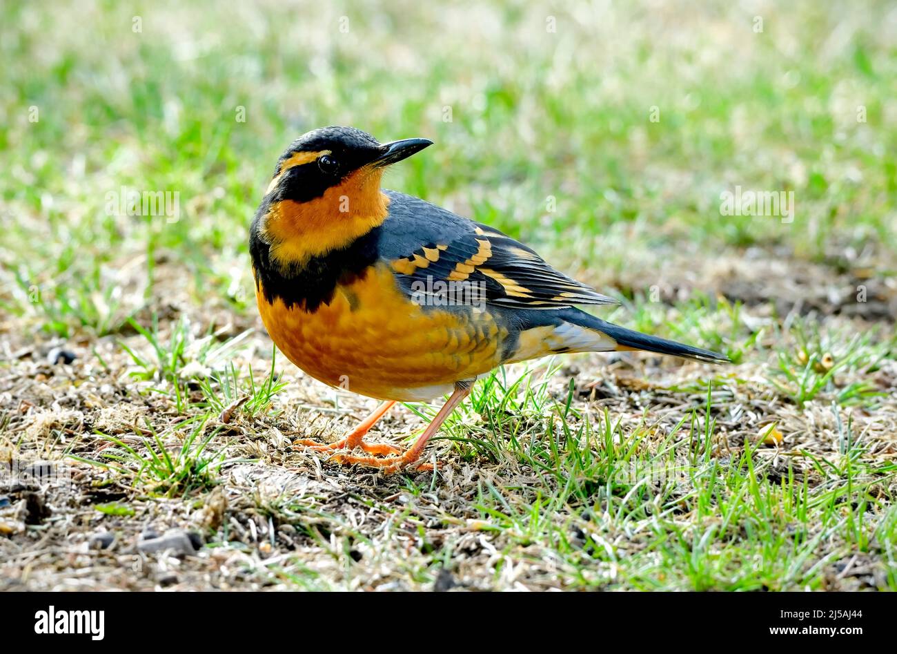 Ein abwechslungsreicher Thrush-Vogel 'Ixoreus naevius', der im Frühlingsgras im ländlichen Alberta Kanada auf Nahrungssuche ist Stockfoto