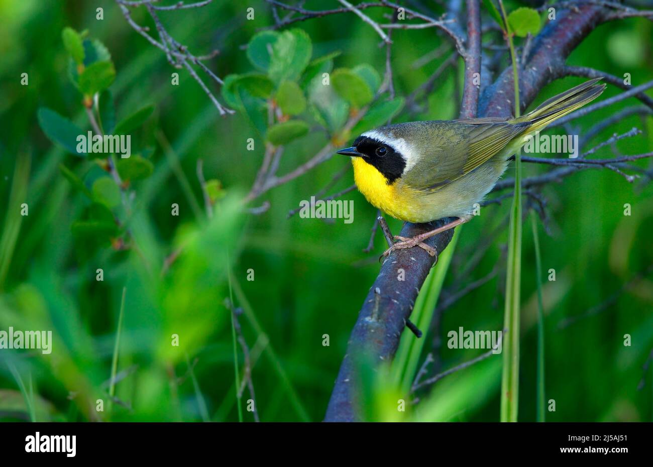 Ein Gelbkehlsänger 'Geothlypis trichas', der auf einem Baumzweig thront Stockfoto