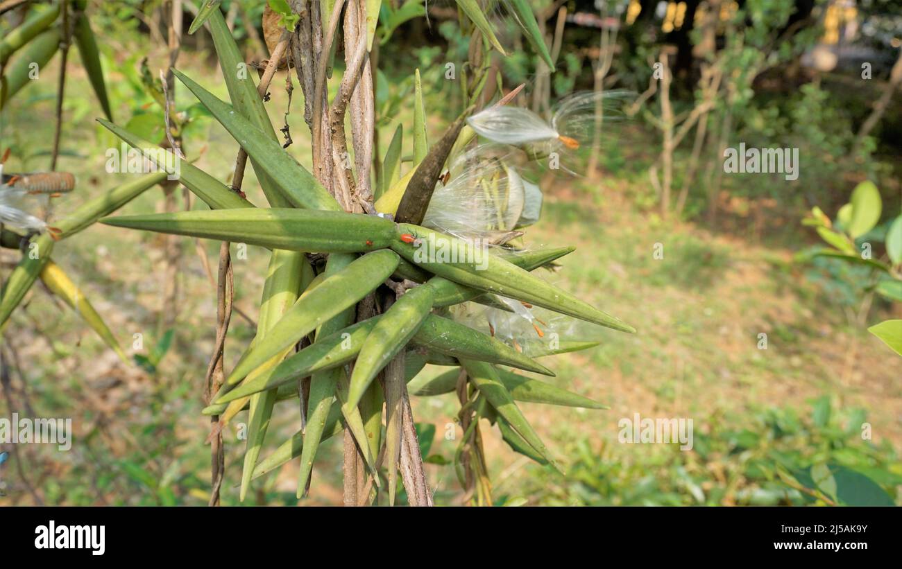 Periploca aphylla Fotos und Bildmaterial in hoher Auflösung Alamy