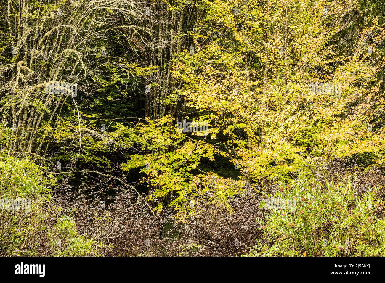 Ein Treescape auf dem Biltmore Estate Gelände in der Nähe des Bass Teiches und Azalea Garten. Stockfoto