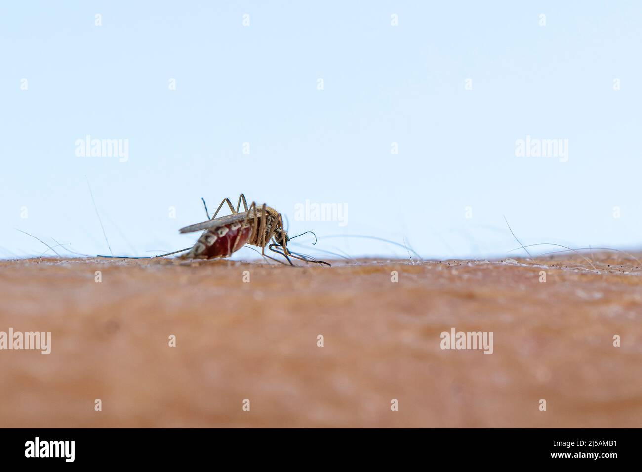 Zica-Virus aedes aegypti-Mücke. Eine Mücke saugt Blut aus einem menschlichen Körper. Makrofoto einer Mücke am Arm Stockfoto
