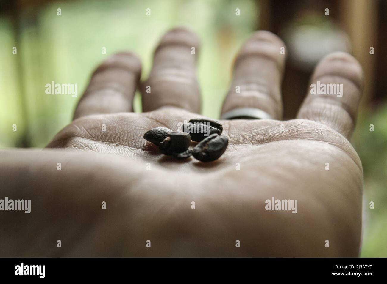 Frisch gebackene Kaffeebohnen in der Hand Stockfoto