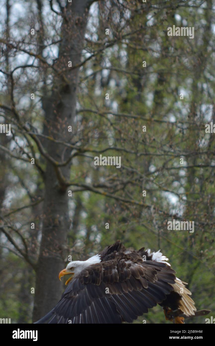 American bald Eagle in Tripsdrill, Süddeutschland Stockfoto