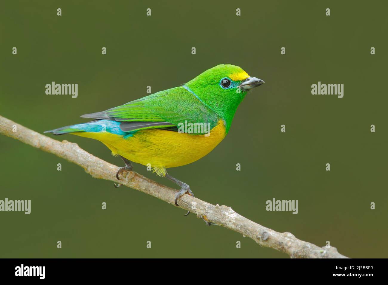 Blaunapter Chlorophonia, Chlorophonia cyanea, exotischer tropischer grüner Singvögel aus Kolumbien. Wildtiere aus Südamerika. Grün und gelb auf der Th Stockfoto