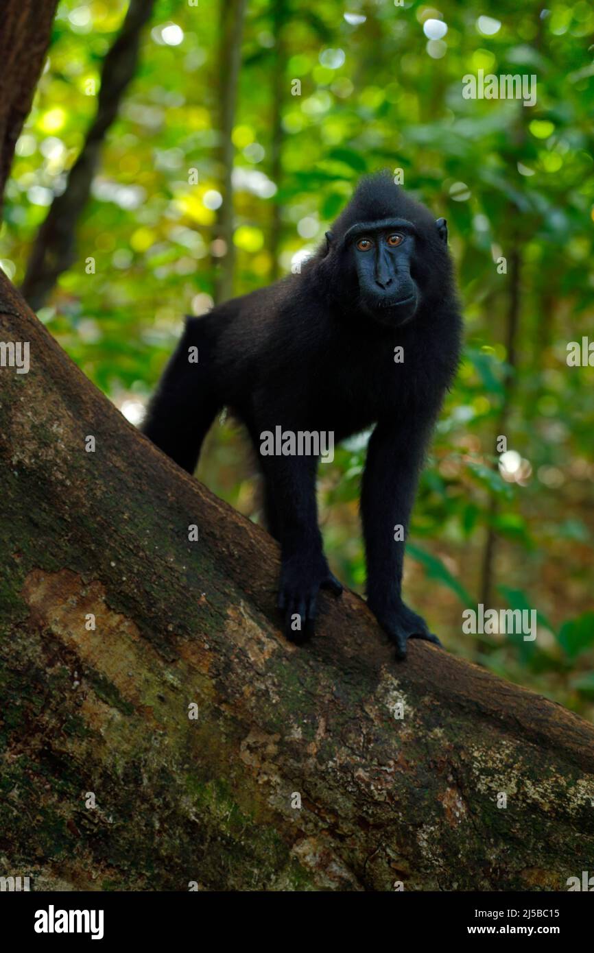 Schwarzer Affe mit offenem Mund und großen Zähnen, sitzt in der Natur Lebensraum, dunklen tropischen Wald. Der Crested Macaque, der Macaca nigra, die Tierwelt Stockfoto