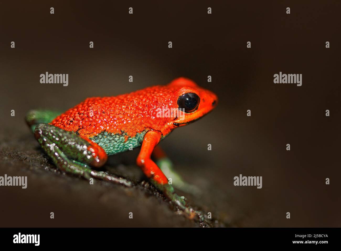 Roter Giftfrosch Granularer Giftpfeilfrosch, Dendrobat granuliferus, im Naturlebensraum Costa Rica. Seltene Ampphibien im Tropenwald. Schließen-U Stockfoto