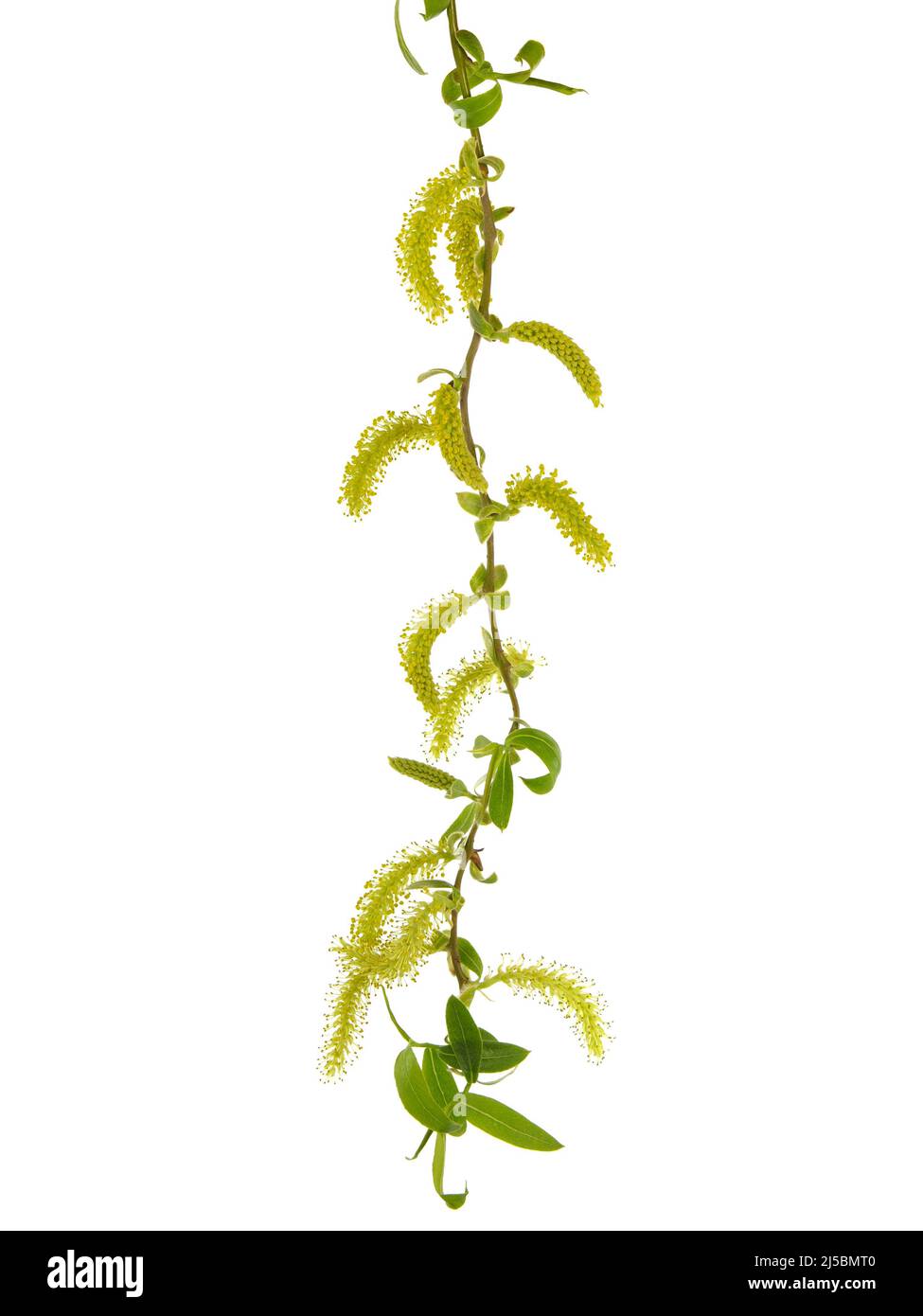 Blühender Weidenzweig, Salix matsudana Tortuosa Stockfoto