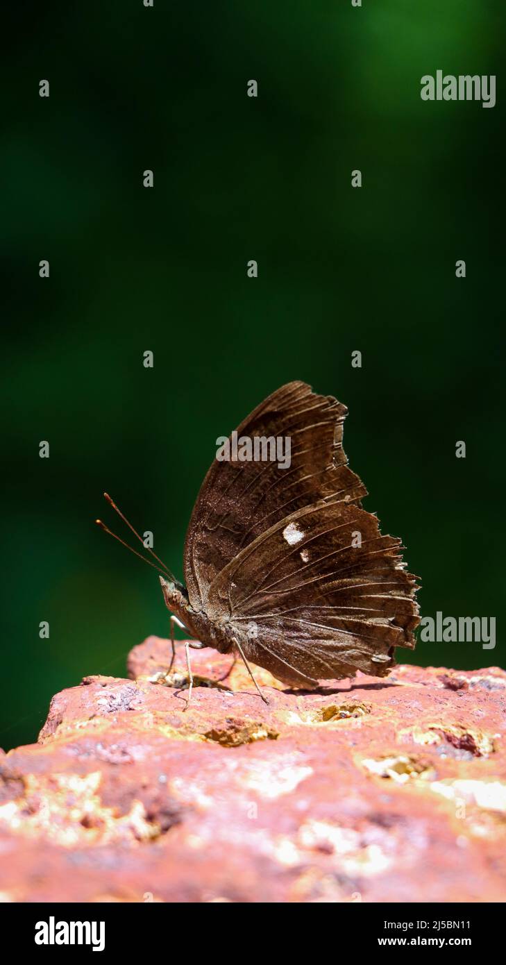 Nahaufnahme eines dunkelbraunen Schmetterlings mit getarnten Flügeln wie trockenen Blättern, die an einem sonnenbeschienenen Tag im Park auf einem Stein stehen Stockfoto