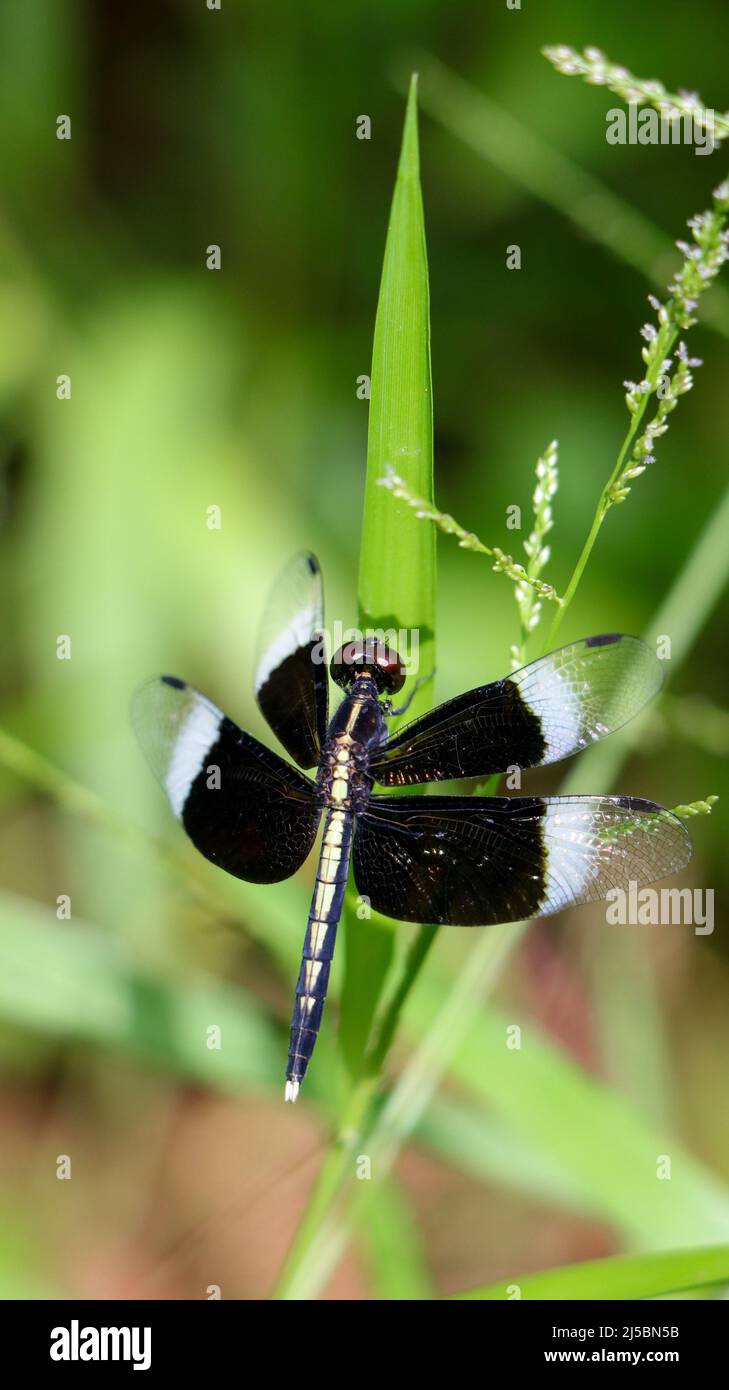 rattenschweinchen Libelle mit schwarzen Flügeln, die an einem Sommermorgen auf einem Blatt in einem Garten stehen Stockfoto