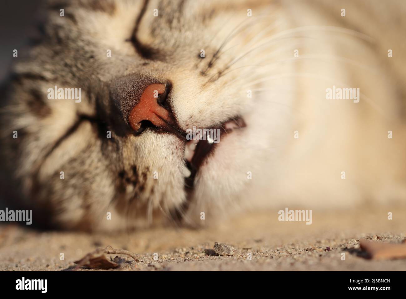 Nahaufnahme der Nase einer schlafenden Katze im Tiefschlaf, indien Stockfoto