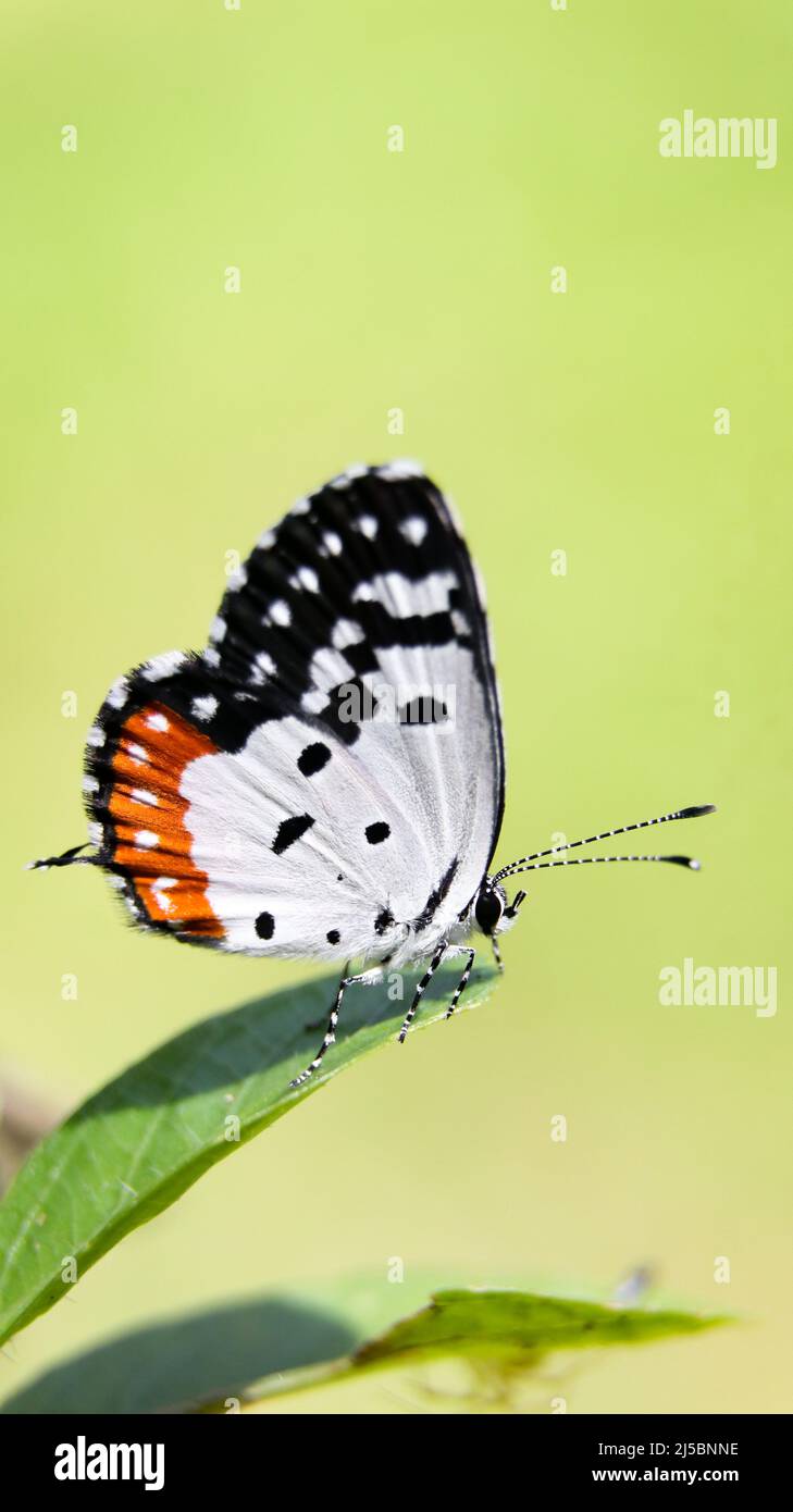 Ein wunderschöner Schmetterling mit einem roten Fleck auf seinen schwarz-weißen Flügeln, der auf einem Blatt in einem grünen Garten sitzt Stockfoto