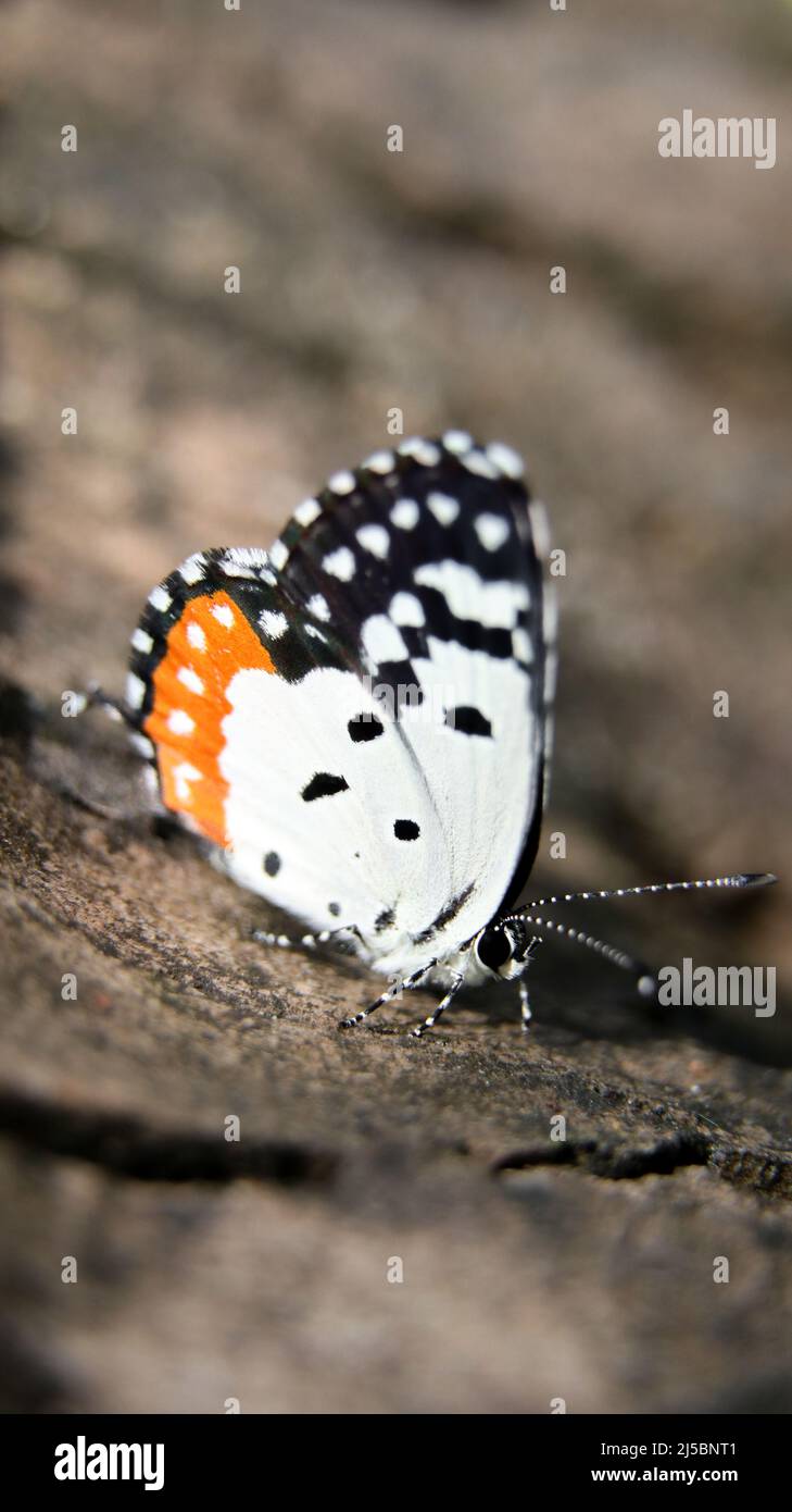 Ein wunderschöner Schmetterling mit einem roten Fleck auf seinen schwarz-weißen Flügeln, der auf einer braunen Baumrinde sitzt Stockfoto