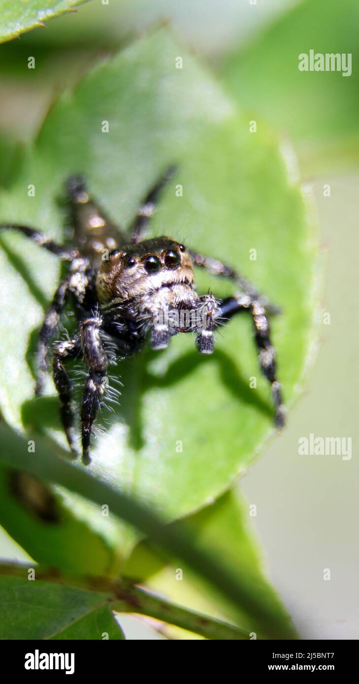 Makrofotografie einer haarig springenden Spinne mit großen schwarzen Augen, die auf einem grünen Blatt im Sommergarten stehen Stockfoto