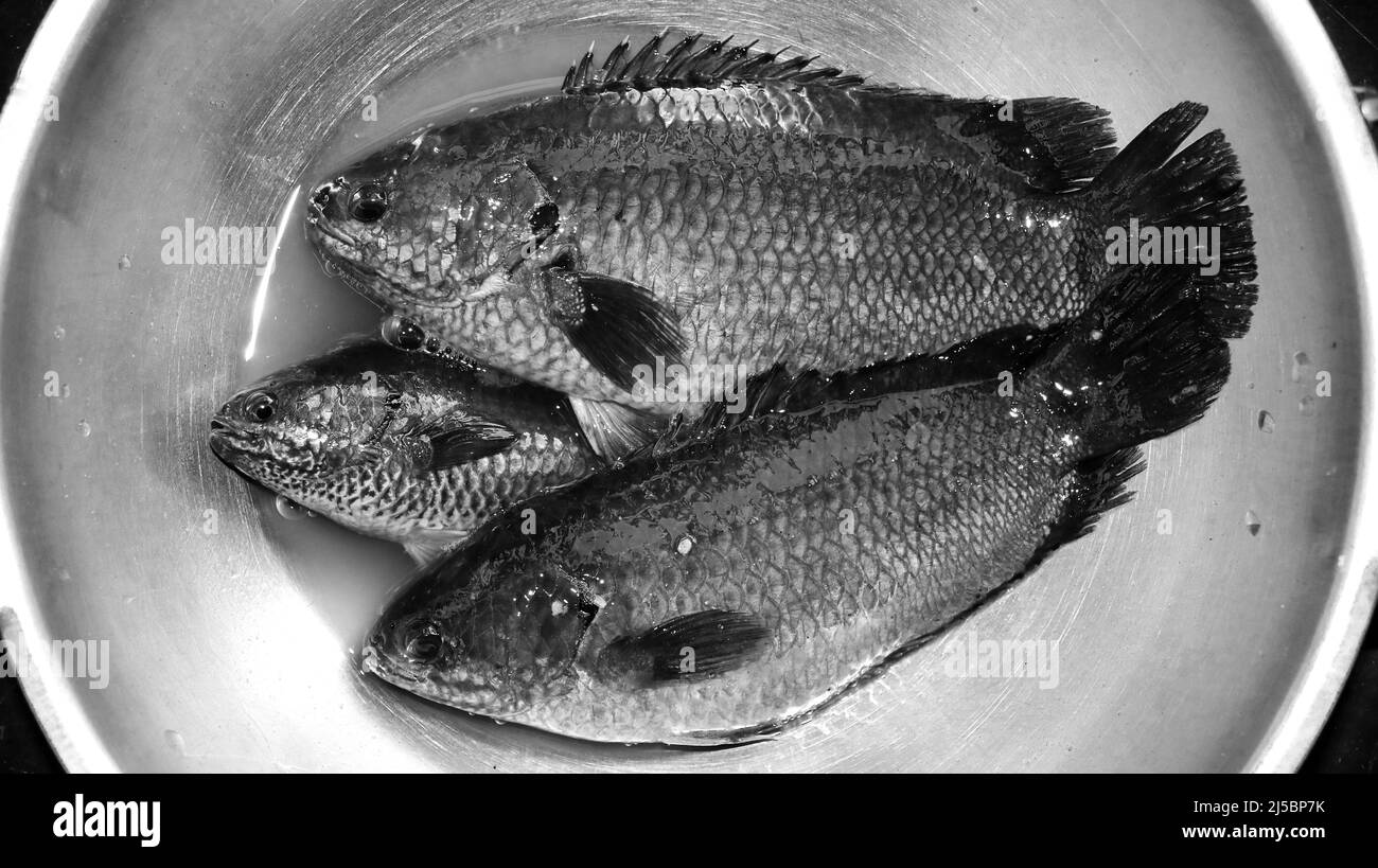 Schwarz-Weiß-Foto von frisch gefangenen, rohen, Süßwasser-Tilapia-Fischen in einer Stahlschale, die fertig zum Kochen ist Stockfoto