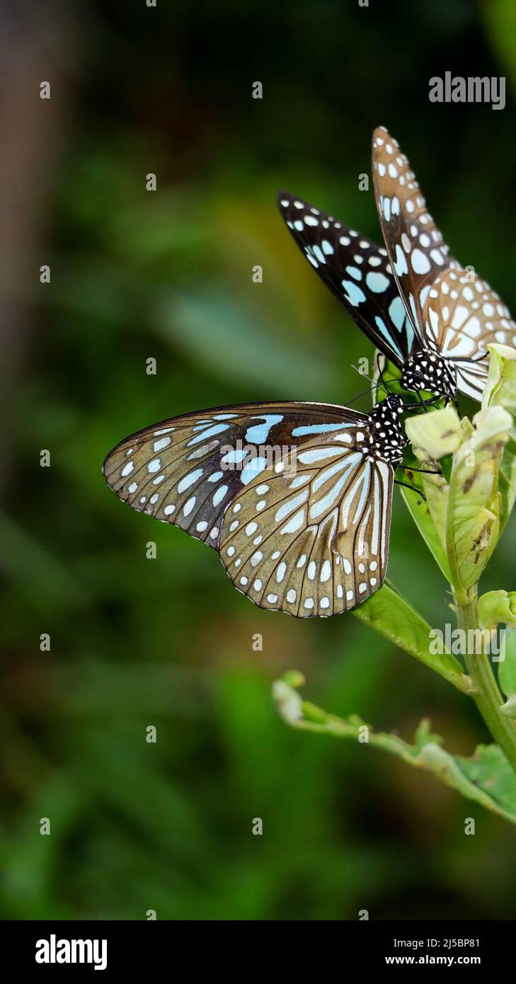 Nahaufnahme in vertikaler Richtung ein Paar blauer Tiger-Schmetterlinge, die miteinander spielen und auf einer grünen Pflanze im Schmetterlingsgarten sitzen Stockfoto