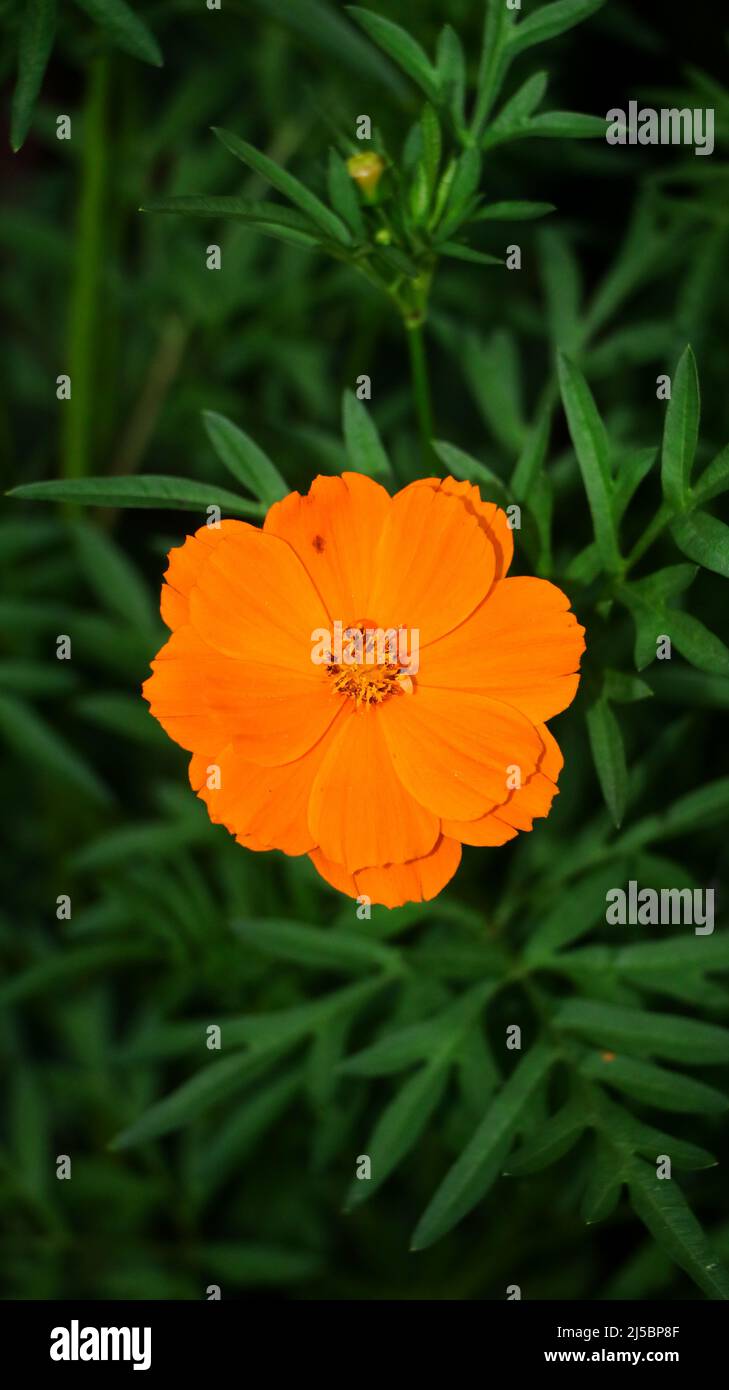 Vertikale Aufnahme einer orangefarbenen Schwefelkosmos-Blume der Sonnenblumenfamilie, isoliert auf einem grünen, grünen Hintergrund Stockfoto
