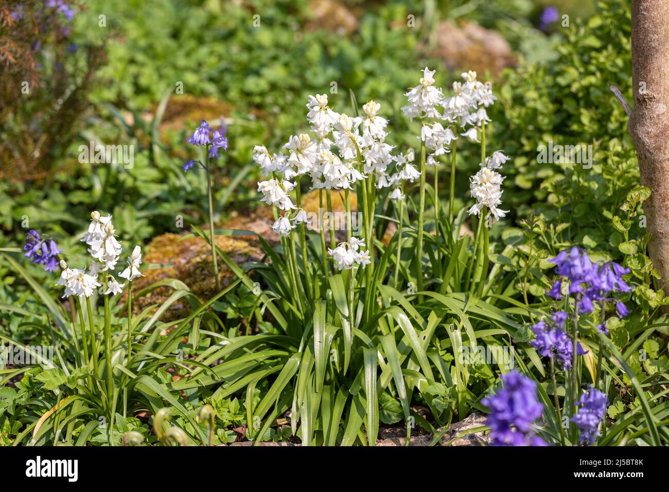 Nahaufnahme eines Blütenklumpen weißer Bluebells, die im Frühjahr in einem Wald in Wiltshire, England, blühen Stockfoto