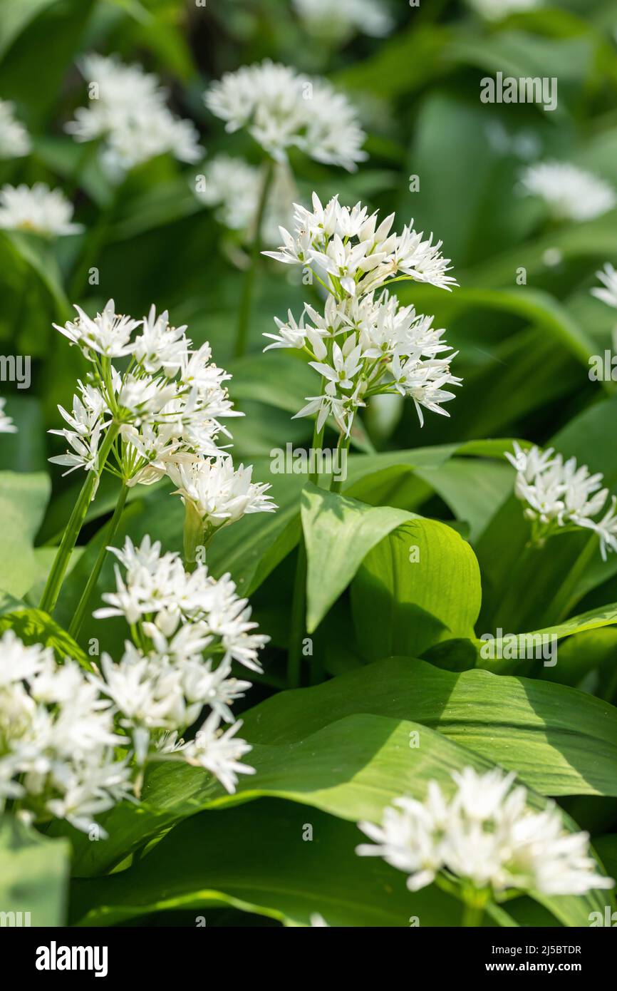 Nahaufnahme der weißen Blüten von Wild Garlic - Allium ursinum eine stechende Pflanze, die im April in England, Großbritannien, in Wäldern wächst Stockfoto