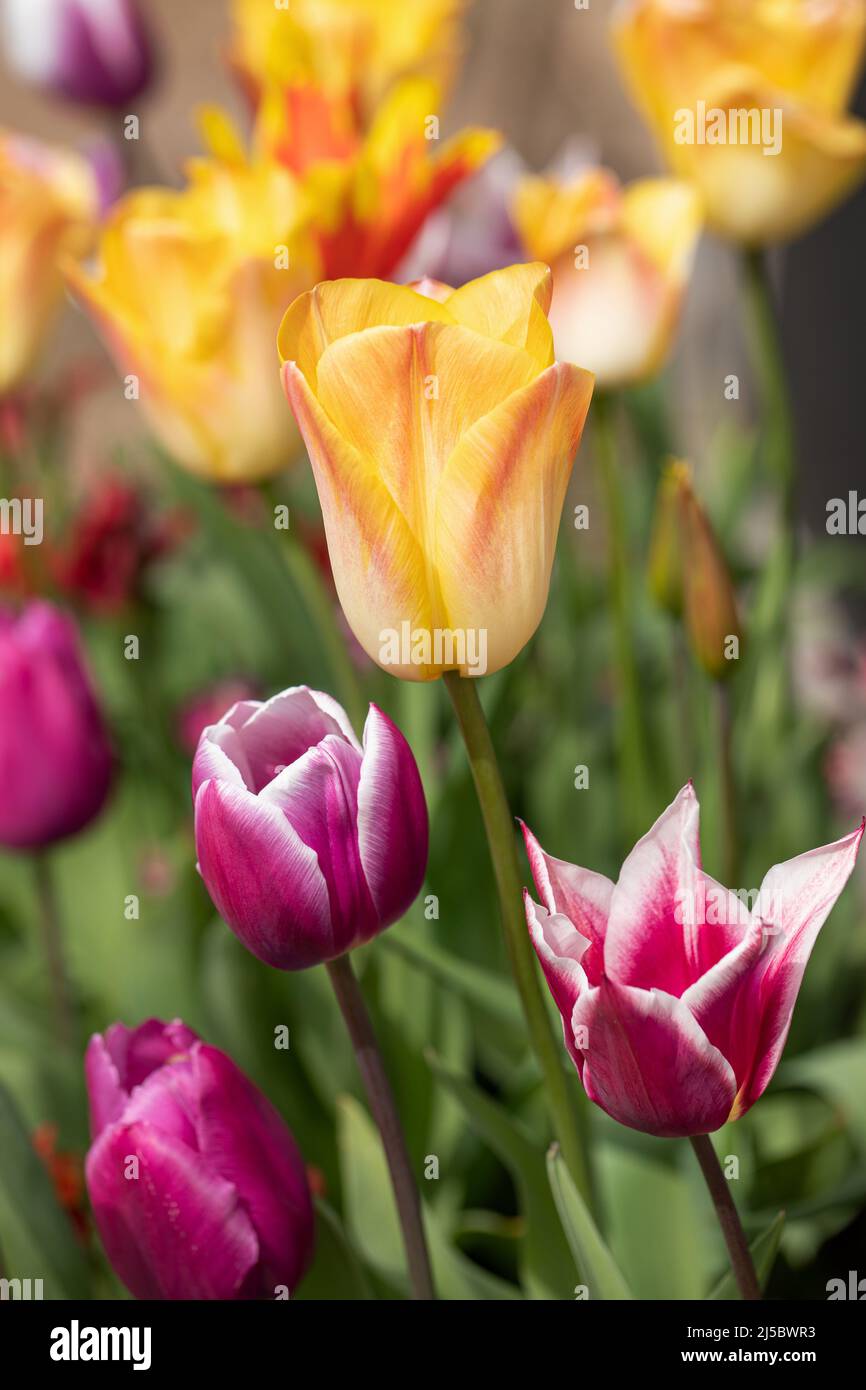 Nahaufnahme einer gelben Tulpe mit rot gefärbten Blütenblättern, die in einer Frühlingsgartengrenze blühen, zusammen mit gemischten rot-weißen Tulpen in England, Großbritannien Stockfoto