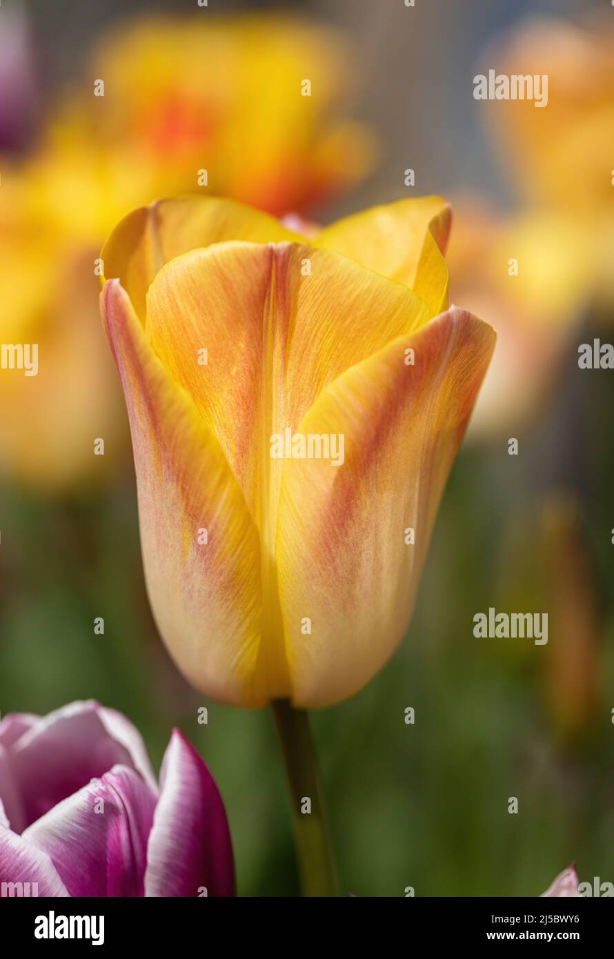 Nahaufnahme einer schönen gelben Tulpe mit rot gefärbten Blütenblättern, die in einer Frühlingsgartengrenze in England, Großbritannien, blühen Stockfoto