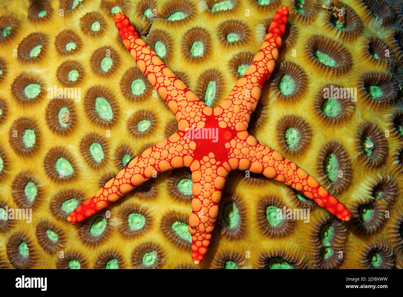 Halskette Sea Star (Fromia monilis) auf einer Sternkoralle (Favia sp.), Malediven, Indischer Ozean, Asien Stockfoto