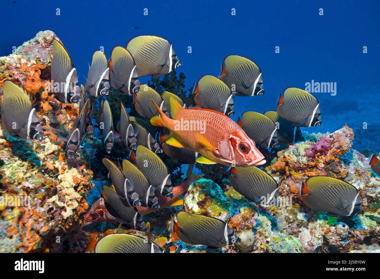 SquirrelFish (Sargocentron spiniferum) mit einer Gruppe Falterfisch (Chaetodon collare), Süd-Male-Atoll, Malediven, Indischer Ozean, Asien Stockfoto