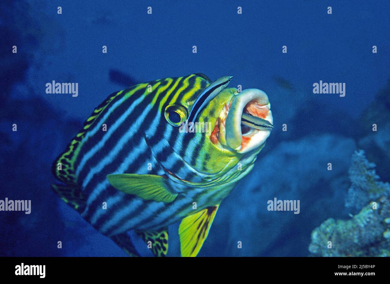 Reinere Fische (Labroides dimidiatus), die eine orientalische Süßlippe (Plectorhinchus vittatus) reinigen, Malediven, Indischer Ozean, Asien Stockfoto