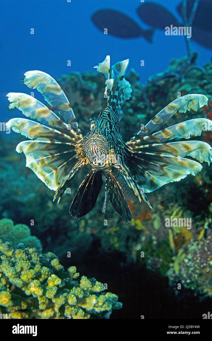 Gewöhnlicher Löwenfisch oder Rotlionfisch (Pterois volitans), Malediven, Indisischer Ozean, Asien Stockfoto