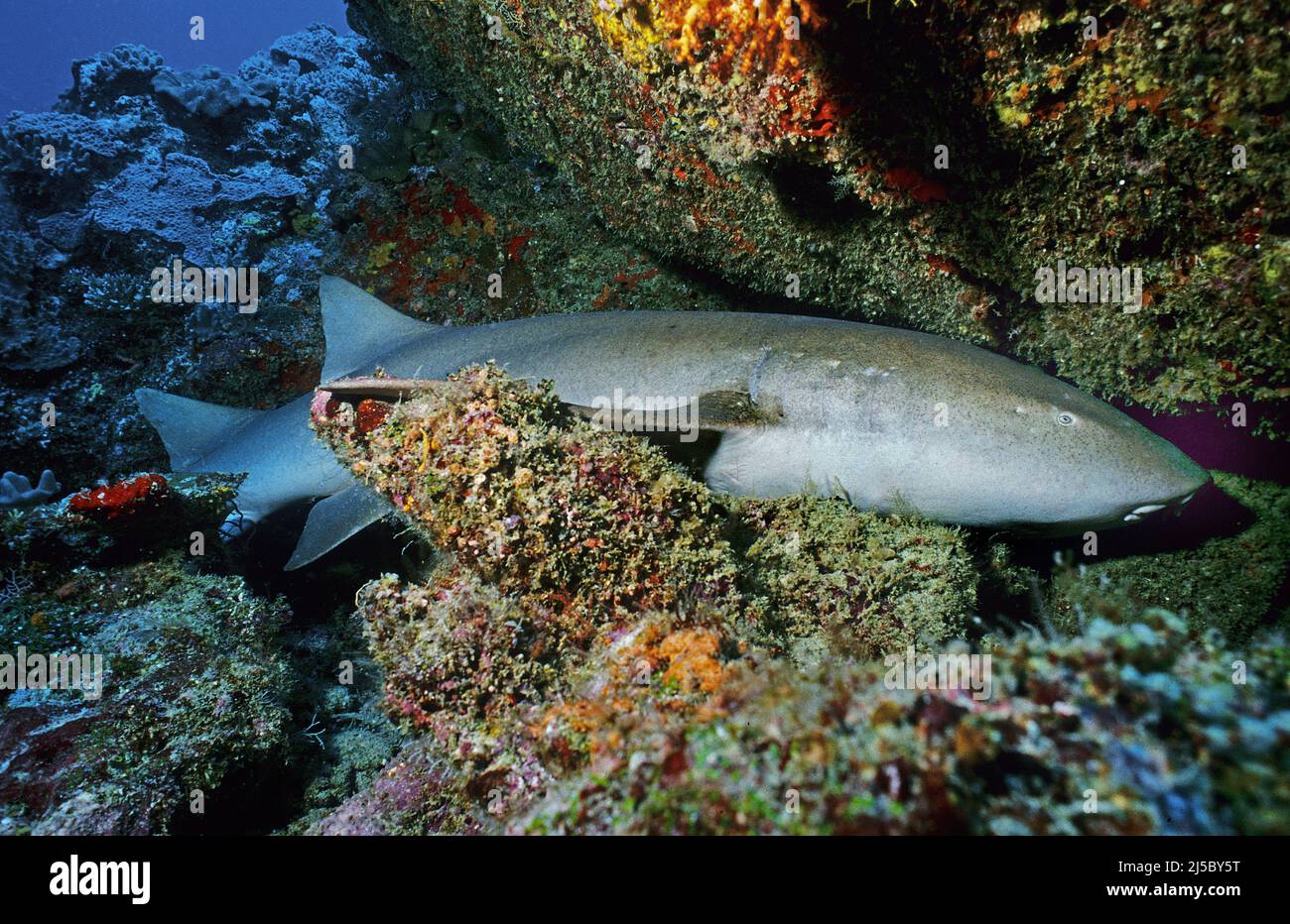 Schlafender Schwesternhai (Nebrius ferrugineus), schlafend in einem Korallenriff, Malediven, Indischer Ozean, Asien Stockfoto