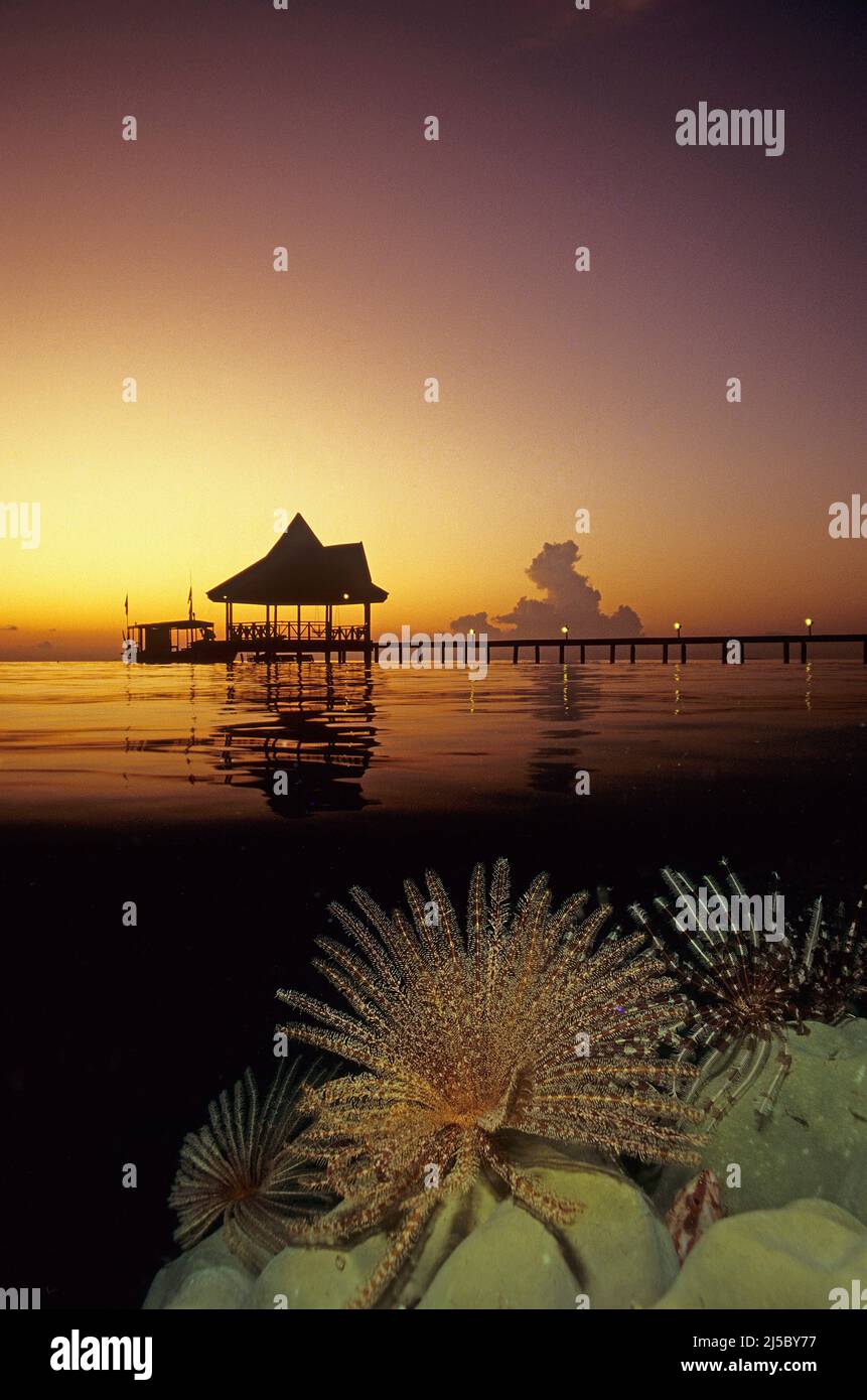 Geteiltes Bild, Sonnenuntergang auf einer maledivischen Insel, Federstern (Dichrometra flagellata), offen im Korallenriff, Ari-Atoll, Malediven, Indischer Ozean, Asien Stockfoto